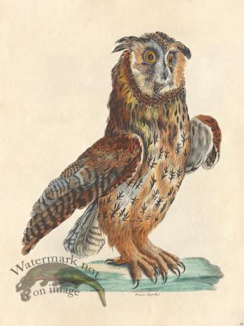 Eurasian Eagle Owl - Tribute Bd 68 M